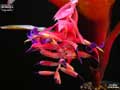 Billbergia 'Appletini'