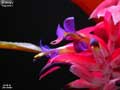 Billbergia 'Appletini'