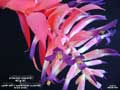 Billbergia 'Appletini'