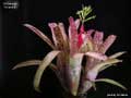 Billbergia 'Arribella'