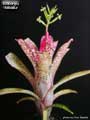 Billbergia 'Arribella'