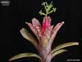 Billbergia 'Arribella'
