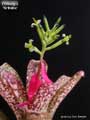 Billbergia 'Arribella'