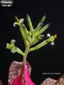 Billbergia 'Arribella'
