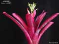 Billbergia 'Bayou Sunset'