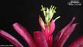 Billbergia 'Bayou Sunset'