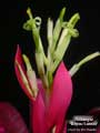 Billbergia 'Bayou Sunset'