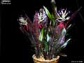 Billbergia 'Beadleman'