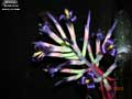 Billbergia 'Beadleman'