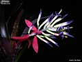 Billbergia 'Beadleman'