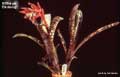 Billbergia 'Birdsong'
