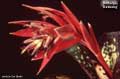 Billbergia 'Birdsong'