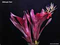 Billbergia 'Bob'
