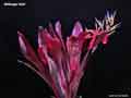 Billbergia 'Bob'