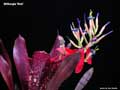 Billbergia 'Bob'
