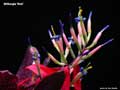 Billbergia 'Bob'