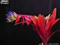 Billbergia 'Brimstone'