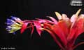 Billbergia 'Brimstone'