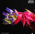 Billbergia 'Brimstone'