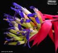 Billbergia 'Brimstone'