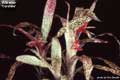 Billbergia 'Caramba'