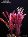 Billbergia 'Carolina Giroux'