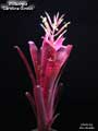 Billbergia 'Carolina Giroux'