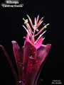 Billbergia 'Carolina Giroux'