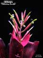 Billbergia 'Carolina Giroux'