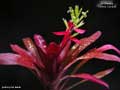 Billbergia 'Cherry Cordial'