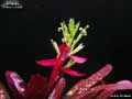 Billbergia 'Cherry Cordial'
