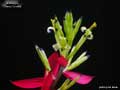 Billbergia 'Cherry Cordial'