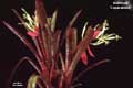 Billbergia 'Copacabana'