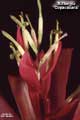 Billbergia 'Copacabana'