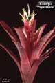 Billbergia 'Copacabana'