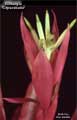 Billbergia 'Copacabana'