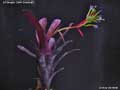 Billbergia 'Dark Shadow'