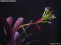 Billbergia 'Dark Shadow'
