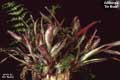 Billbergia 'De Nada'