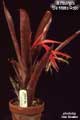Billbergia 'De Nada Rojo'