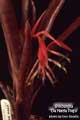 Billbergia 'De Nada Rojo'