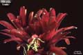 Billbergia 'Diablo'