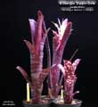 Billbergia 'Dippin Dots'