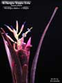 Billbergia 'Dippin Dots'