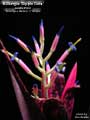 Billbergia 'Dippin Dots'