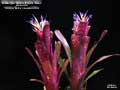 Billbergia 'Don's Purple Haze'