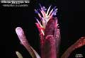 Billbergia 'Don's Purple Haze'
