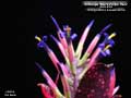 Billbergia 'Don's Purple Haze'