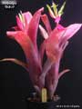 Billbergia 'Dulce'