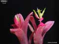 Billbergia 'Dulce'